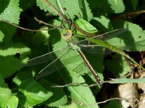 Réf. 20 113 : Anax imperator