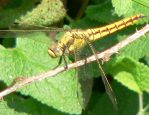 Réf. 20 568 : Orthetrum cancellatum