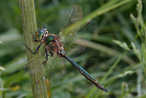 Somatochlora metallica