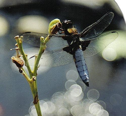 Libellula depressa