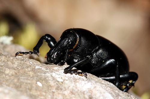 Réf. 20 009 : Liparus dirus