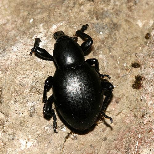 Réf. 20 010 : Liparus dirus