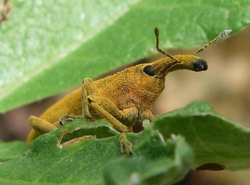 Réf. 20 915 : Lixus sp.