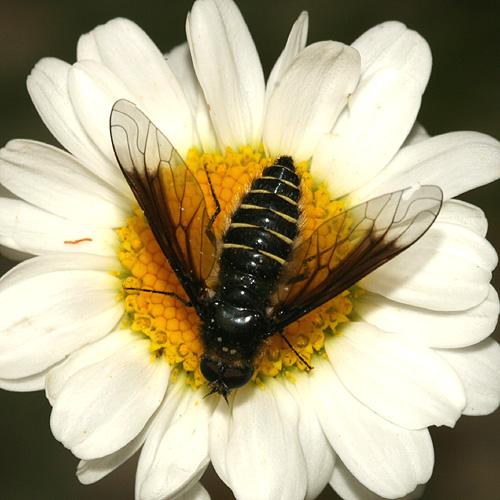 Lomatia sp.