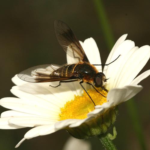 Lomatia sp.