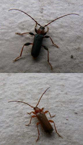 Phymatodes testaceus