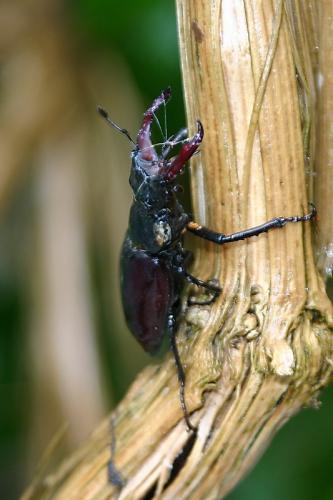 Lucanus cervus