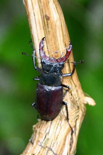 Lucanus cervus