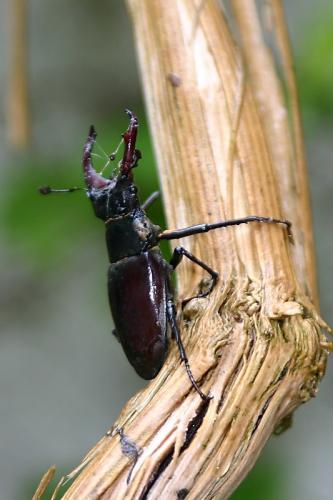 Lucanus cervus