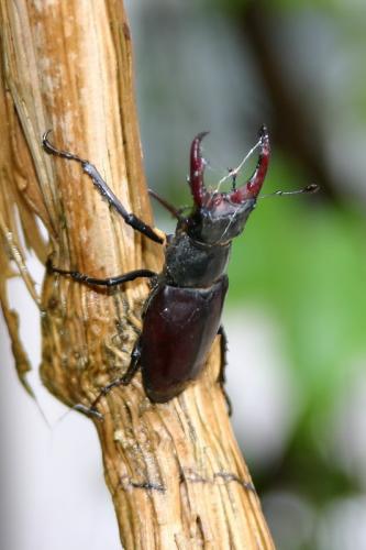 Lucanus cervus