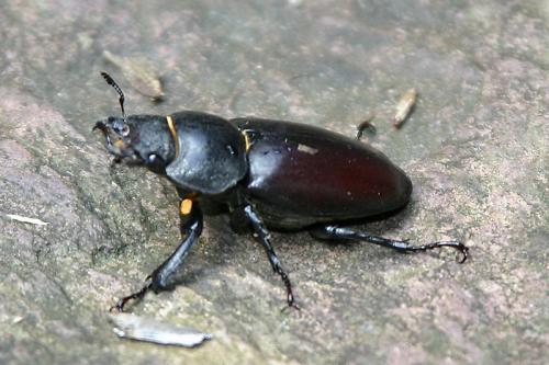 Réf. 20 588 : Lucanus cervus