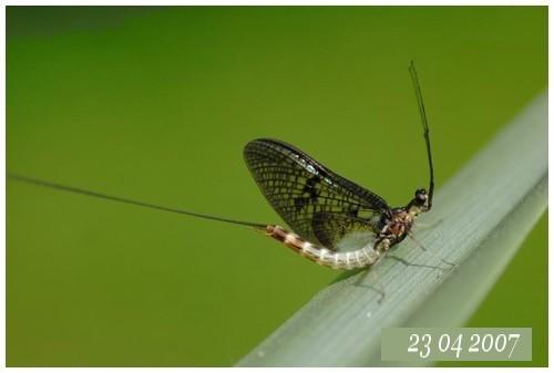 Ephemera danica