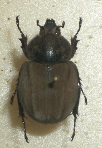 Spodistes sp.
