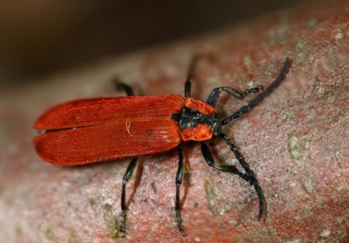 Réf. 20 211 : Lygistopterus sanguineus