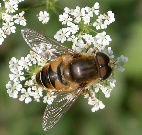 Réf. 20 786 : Eristalis nemorum