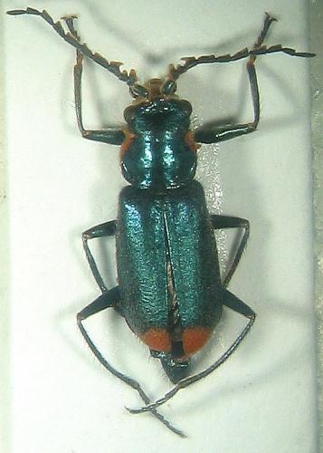 Malachius lusitanicus
