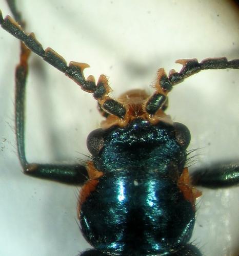 Malachius lusitanicus