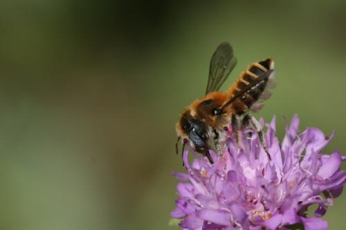 Réf. 20 531 : Hoplitis sp.