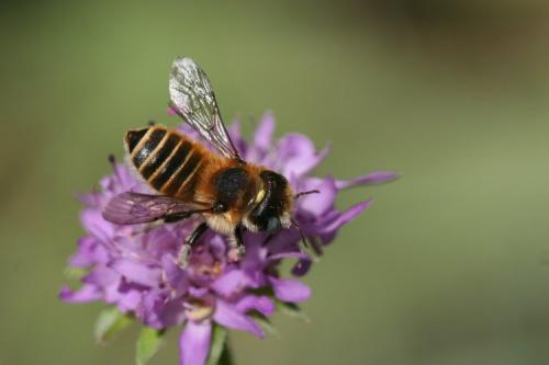 Réf. 20 532 : Hoplitis sp.