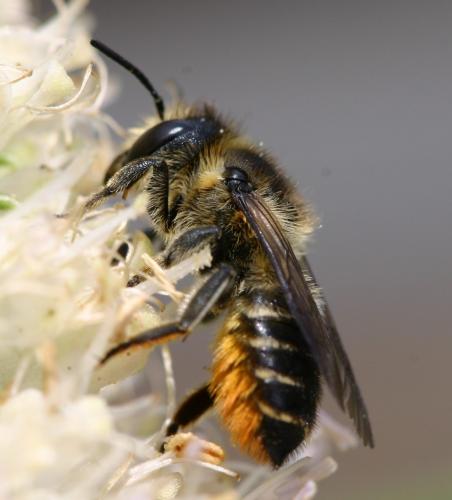 Megachile centuncularis