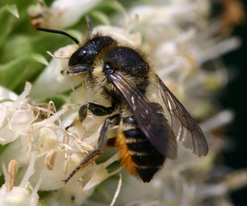 Réf. 20 282 : Megachile centuncularis