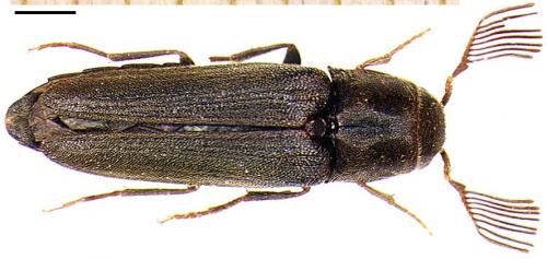 Isorhipis melasoides