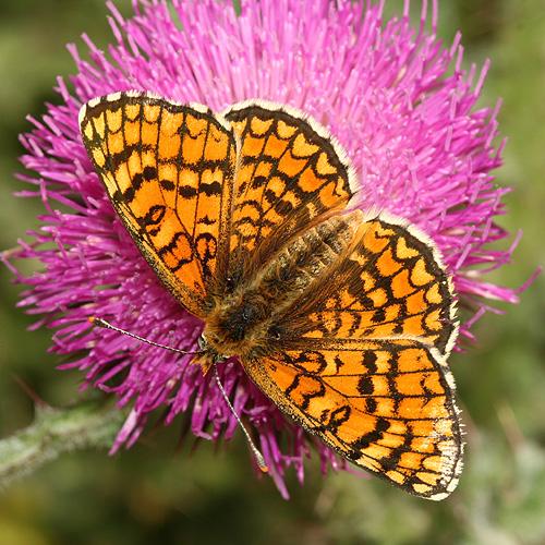 Melitaea deione