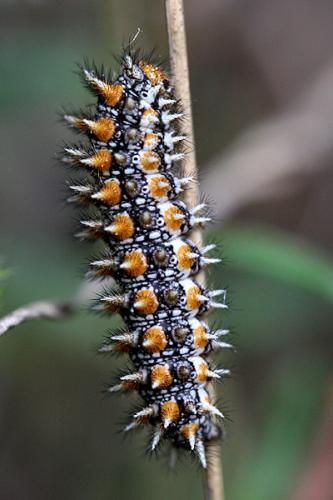 Melitaea didyma