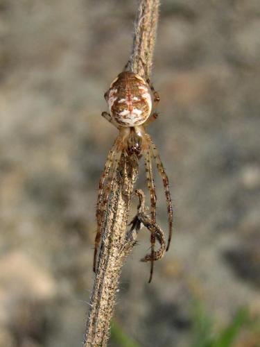 Metellina mengei