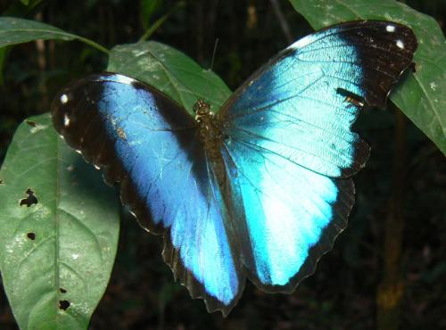 Réf. 20 557 : Morpho deidamia