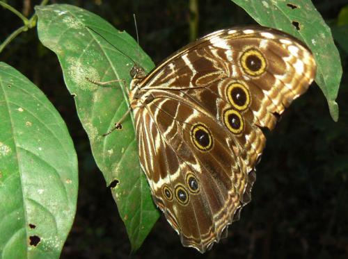 Réf. 20 558 : Morpho deidamia