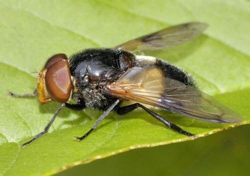 Volucella pellucens