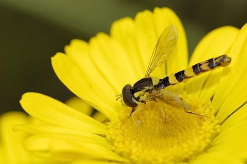 Sphaerophoria scripta