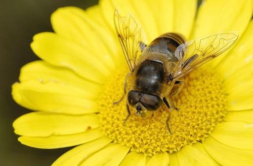 Eristalis tenax