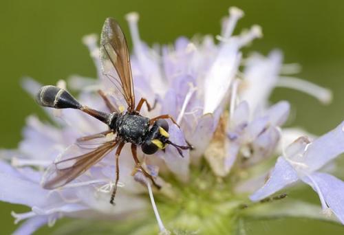 Physocephala sp.