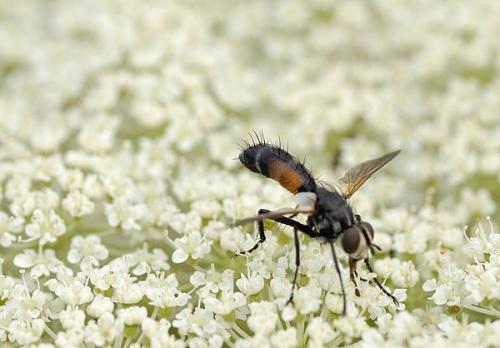 Cylindromyia sp.