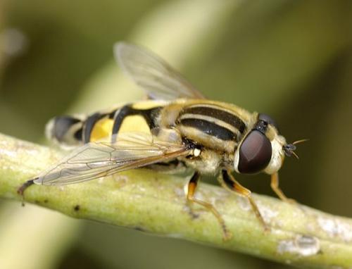 Réf. 20 371 : Helophilus trivittatus