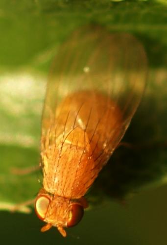 Sapromyza sp.