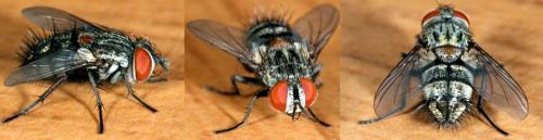 Carcelia sp.