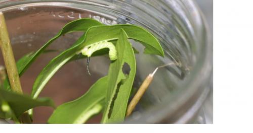 Acherontia atropos