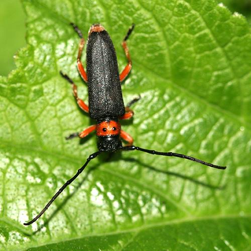 Réf. 20 765 : Phytoecia affinis affinis