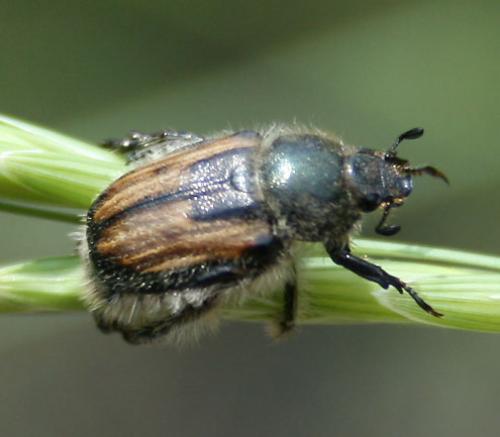 Anisoplia villosa