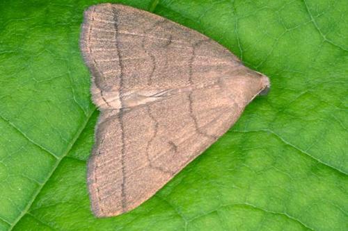 Herminia tarsipennalis