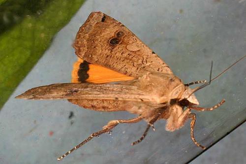 Noctua pronuba