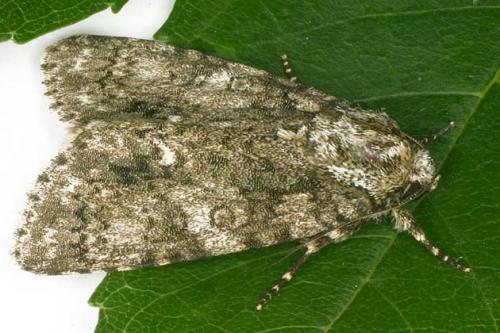 Réf. 20 630 : Acronicta rumicis