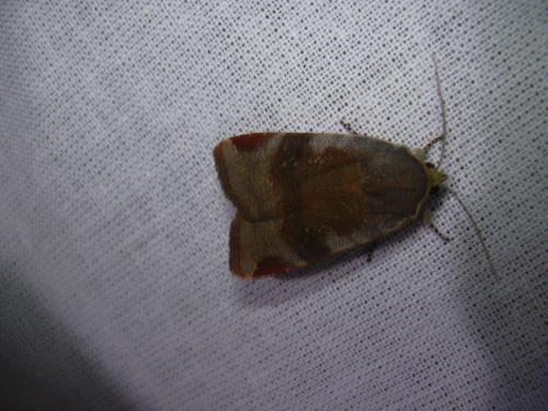 Noctua sp.