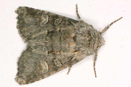 Réf. 20 684 : Brachylomia viminalis