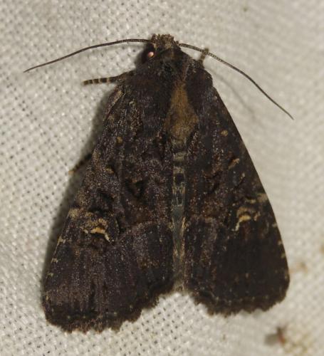 Réf. 20 687 : Mesapamea sp.