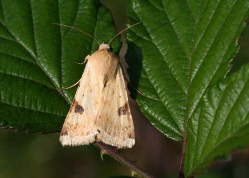 Réf. 20 566 : Heliothis peltigera