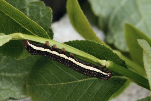 Xylena solidaginis